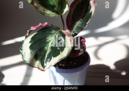 Calathea roseopicta médaillon et Marion variété - gros plan feuille sur le seuil de la fenêtre en plein soleil avec ombres. Plantes maison en pot, maison verte de Banque D'Images