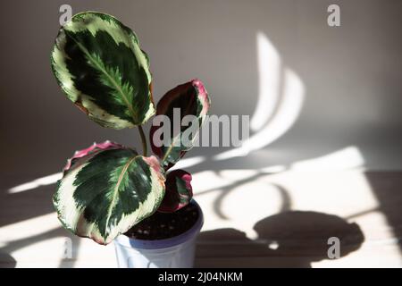 Calathea roseopicta médaillon et Marion variété - gros plan feuille sur le seuil de la fenêtre en plein soleil avec ombres. Plantes maison en pot, maison verte de Banque D'Images