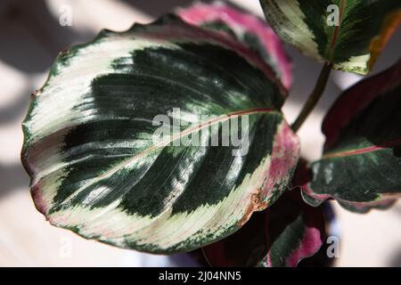 Calathea roseopicta médaillon et Marion variété - gros plan feuille sur le seuil de la fenêtre en plein soleil avec ombres. Plantes maison en pot, maison verte de Banque D'Images