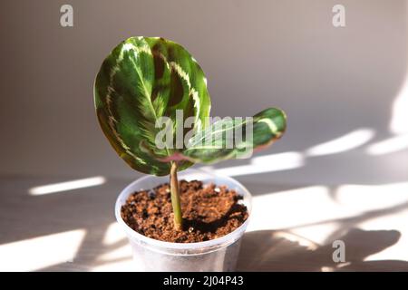 Calathea roseopicta médaillon et Marion variété - gros plan feuille sur le seuil de la fenêtre en plein soleil avec ombres. Plantes maison en pot, maison verte de Banque D'Images