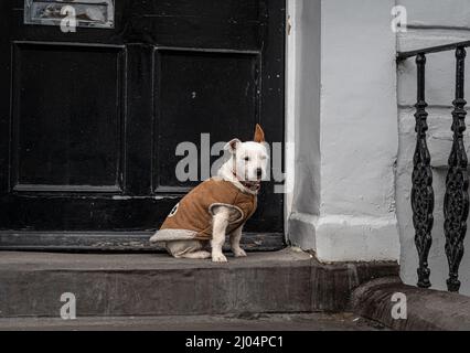 Chien assis sur le seuil de porte à l'extérieur avec un manteau. Banque D'Images