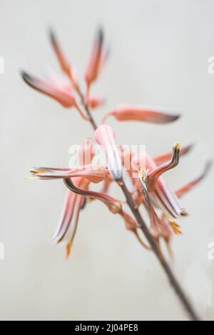 Plante succulente rose rouge en fleurs Banque D'Images