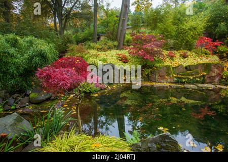 Les mauves de palismate rouge (les mauves japonaises) et le petit étang (comme une piscine d'eau courante) et quelques arbres et rochers et pierre. Fin octobre dans le jardin japonais Banque D'Images