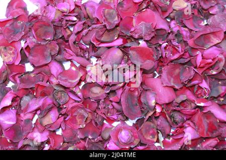 Pétales de rose séchés rouge foncé gros plan, fleur de rose séchée rouge foncé sur fond doux de pétales parfumés secs. Banque D'Images