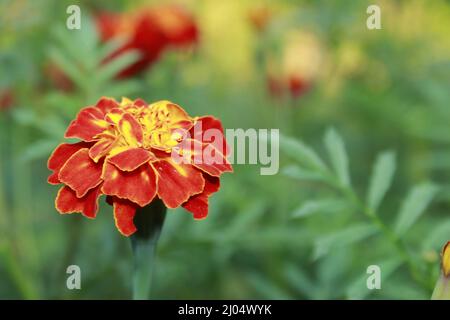 Fleur de marigot lumineuse Tagetes, gros plan. Photo macro d'une fleur aux pétales rouges. Banque D'Images