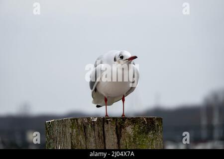 goéland à tête noire avec plumage d'hiver perché sur un poteau Banque D'Images