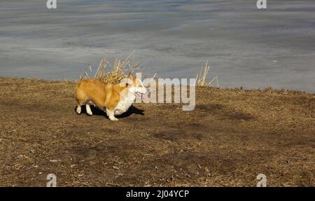 Mignon corgi courant à travers l'herbe près de la rivière gelée. Banque D'Images