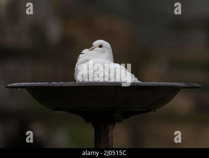 Juste une fabuleuse colombe blanche prenant un bain. Suffolk, Royaume-Uni Banque D'Images