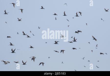 Une vue inhabituelle. Un troupeau de nombreux Curlew ( Numenius arquata) volant contre le ciel sur la côte du Suffolk au Royaume-Uni Banque D'Images