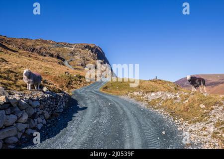 Herddicks sur le chemin de la passe Honister à la carrière de Dubs dans les Buttermere Fells, Lake District, Angleterre Banque D'Images