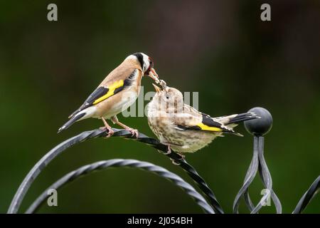 Poussin d'alimentation Goldfinch sur le couloir d'alimentation du jardin Banque D'Images