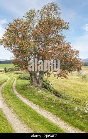 Un arbre de Rowan mature (cendres de montagne) chargé de baies dans les braes de Glenlivet près de Tomintoul, Moray, Écosse Royaume-Uni. Banque D'Images