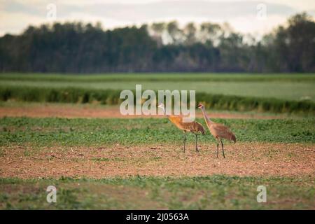 Deux grues de sable marchant dans un champ de sable vert dans un paysage de campagne d'été Banque D'Images