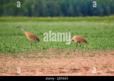 Deux grues de sable marchant dans un champ de sable vert dans un paysage de campagne d'été Banque D'Images