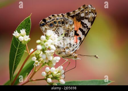 Un papillon peint se nourrit d'un groupe de fleurs. Vue latérale avec ailes fermées. Banque D'Images