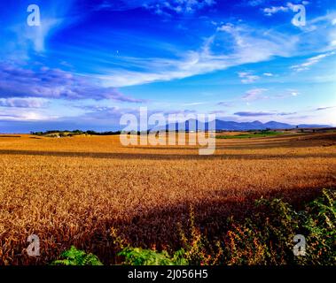 Champ de blé, Seaforde, Mournes, Comté en bas, Irlande du Nord Banque D'Images