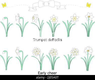 Une collection de ruban blanc, de papillons jaunes, de narcissi Poeticus, et de la bonne humeur Banque D'Images