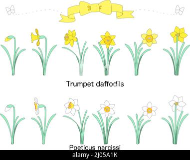 Une collection de ruban jaune, de papillon blanc, de jonquilles en trompette et de narcissi Poeticus Banque D'Images