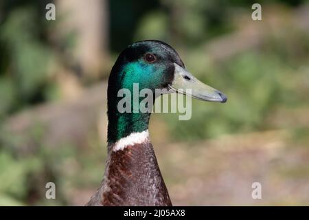 Gros plan d'un Mallard (Anas platyrhynchos) avec un fond vert naturel Banque D'Images