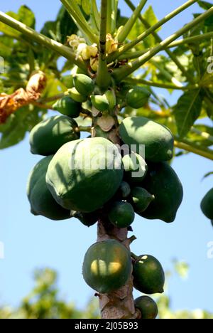 Amjarelli Gujarelli en inde sept. 20 2009 Inde Asie nov. 2017 Papaya Carica papaye aussi appelé papaw ou pawpaw succulent fruit d'une grande plante du famiy Banque D'Images