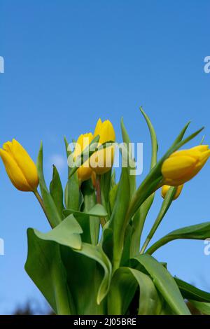 Bouquet de tulipes jaunes (Tulipa) dans le vase. Gros plan. Détails. Banque D'Images