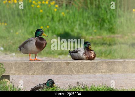 Mallard (Anas platyrhynchos) canards debout et assis sur un banc de parc en bois avec des fleurs sauvages en arrière-plan Banque D'Images