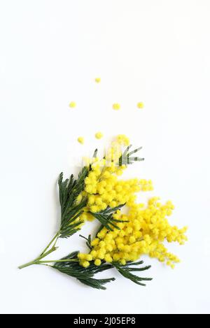 Branche de mimosa isolée sur fond blanc. Directement au-dessus. Banque D'Images