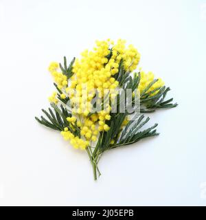 Branche de mimosa isolée sur fond blanc. Directement au-dessus. Banque D'Images