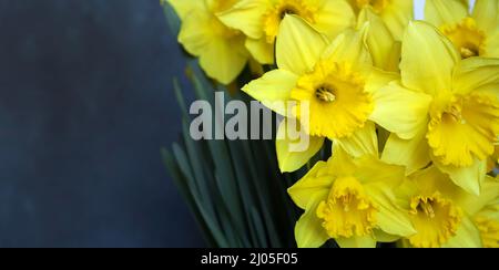 Belle fleur jaune narcissus sur fond gris. Gros plan, espace de copie. Banque D'Images