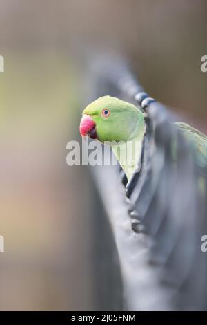 Gros plan d'un Parakeet à col en anneau perché sur une clôture en métal, Royaume-Uni. Banque D'Images