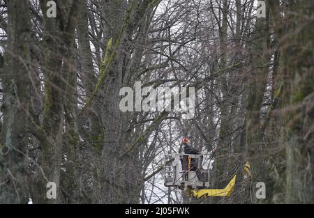 Hambourg, Allemagne. 14th mars 2022. Un arboriste tond les branches d'un arbre sur la rivière Eilenau. Credit: Marcus Brandt/dpa/Alay Live News Banque D'Images