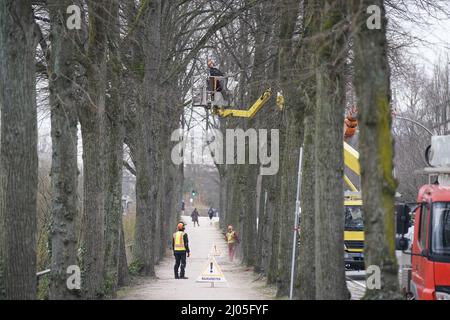 Hambourg, Allemagne. 14th mars 2022. Un arboriste tond les branches d'un arbre sur la rivière Eilenau. Credit: Marcus Brandt/dpa/Alay Live News Banque D'Images