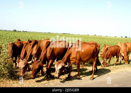 Amelli; Gujarat; inde : 20 septembre; 2009 : vaches Desi indiennes affamées de couleur rouge manger de l'herbe dans le champ ou ferme les races desi sont improductives. Banque D'Images