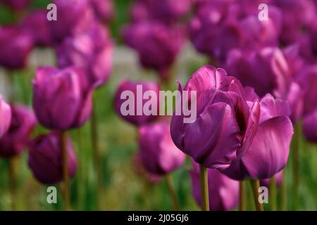 fleurs de tulipes violettes fleuries dans le jardin. belle fleur gros plan nature au printemps Banque D'Images