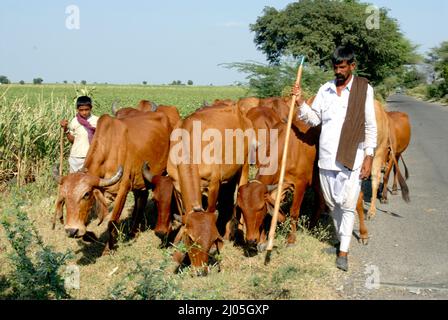 Amelli; Gujarat; inde : 20 septembre; 2009 : vaches Desi indiennes affamées de couleur rouge manger de l'herbe dans le champ ou ferme les races desi sont improductives. Banque D'Images