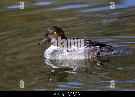 Un profil latéral d'un petit oeil de Goldeneye nageant dans une eau verte et bleue, avec de jolies plumes de tête marron et un oeil jaune frappant. Banque D'Images