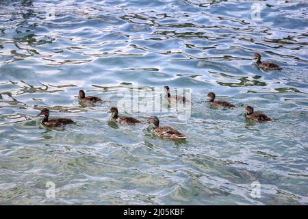 Canard malard avec poussins (scène d'équilibre écologique sur le lac bien protégé de Constance, Europe) Banque D'Images