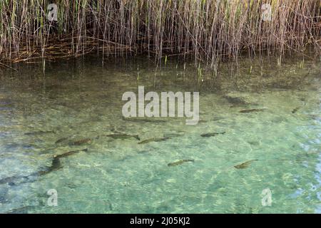 Scène d'équilibre écologique sur le lac bien protégé de Constance, en Europe Banque D'Images