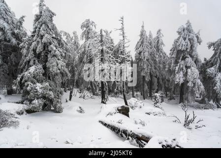 Forêt de conifères couverte de glace et de neige lors d'une journée d'hiver couverte au sommet de la montagne Brocken, parc national de Harz, Allemagne Banque D'Images