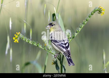 Graines de Fiddleneck de moindre Goldfinch Eating. Stanford, Californie, États-Unis. Banque D'Images