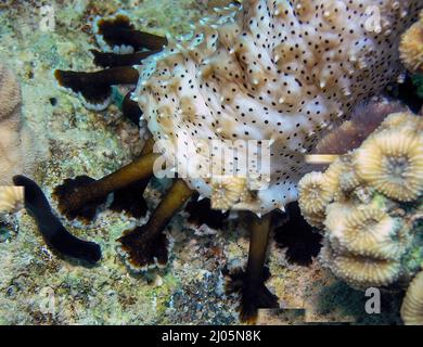 Un concombre de mer à pois noirs (Pearsonothuria graeffei) dans la mer Rouge, en Égypte Banque D'Images