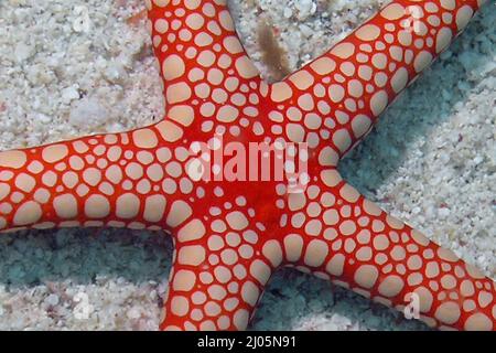 Une étoile de mer de perle (Fromia monilis) dans la mer Rouge, Egypte Banque D'Images