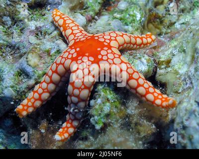 Une étoile de mer de perle (Fromia monilis) dans la mer Rouge, Egypte Banque D'Images