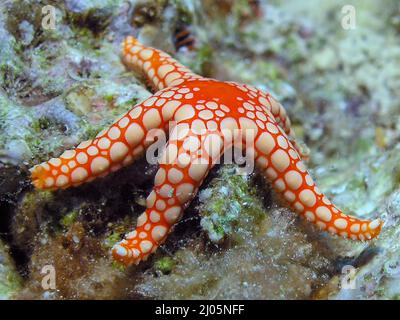 Une étoile de mer de perle (Fromia monilis) dans la mer Rouge, Egypte Banque D'Images