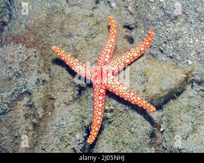 Une étoile de mer de perle (Fromia monilis) dans la mer Rouge, Egypte Banque D'Images