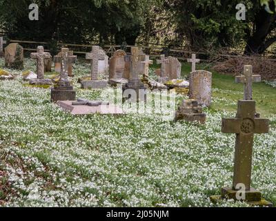 Un tapis de Galanthus ou des gouttes de neige poussant dans un cimetière. Banque D'Images