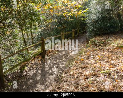 Un joli sentier boisé en automne. Banque D'Images