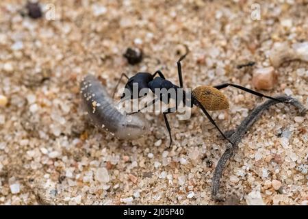 Namibie, fourmi mangeant un ver dans le désert du Namib, cycle de vie Banque D'Images