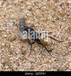 Namibie, fourmi mangeant un ver dans le désert du Namib, cycle de vie Banque D'Images