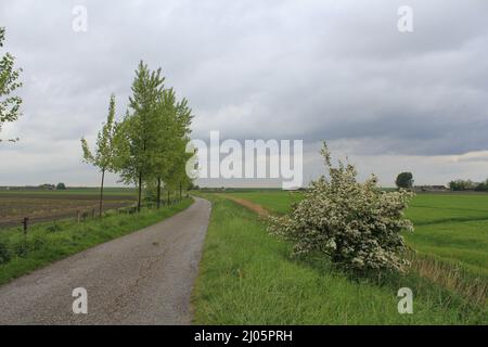 un paysage avec une route de campagne dans la campagne hollandaise fraîche et verte au printemps après la pluie tempête avec des arbres et un belliciste florissant Banque D'Images